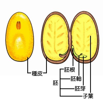 不存在游离核时期,初生胚乳核及其后继的细胞分裂,有规则地形成细胞壁