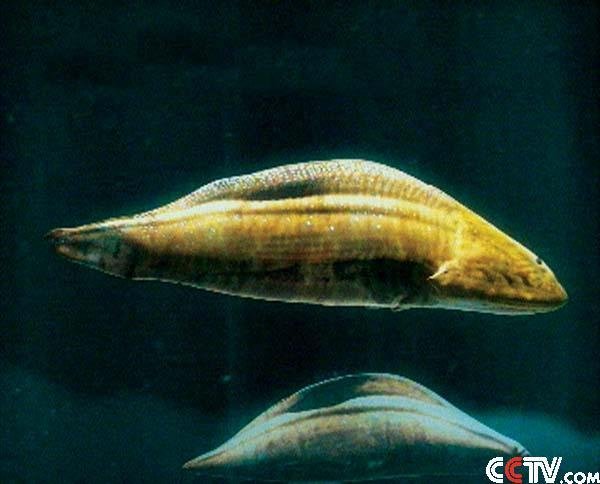 (haikouichthys)(ハイコウイクチス)是一种的拟似鱼类生物,只有拇指