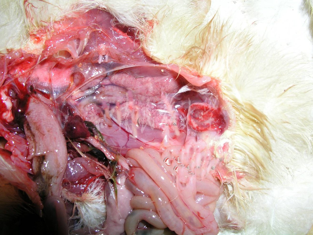 鸭瘟解剖学病变