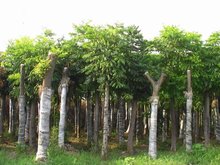 胶州这些当地的苗木穿上“冬装”