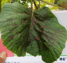 百姓彩票贺州市钟山县：四季花开常年果香