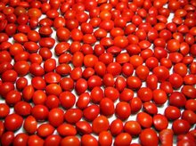 海红豆