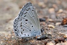 台湾琉璃小灰蝶