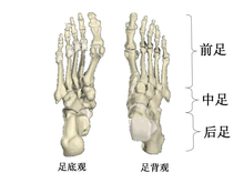 足踝解剖结构及其力学功能