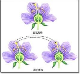 异花传粉
