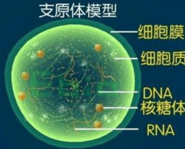 女性支原体衣原体