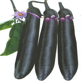 亚洲黑长茄4号