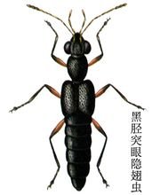 黑胫突眼隐翅虫