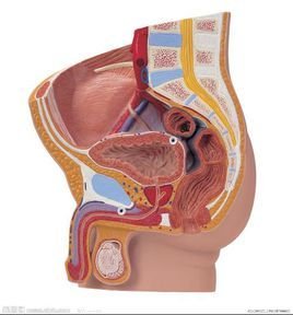 男性内生殖系统