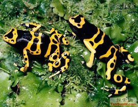 黄带毒箭蛙