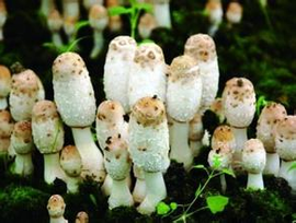 谷壳生料袋栽鸡腿菇