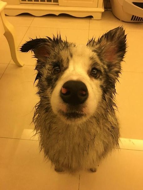 [狗狗口水粘]狗狗口水巾怎么做_狗狗的口水太