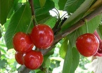 樱桃适合南方湖南郴州种植吗_360问答