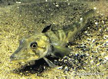 the icefish chionodraco hamatus essay the icefish chionodraco hamatus essay