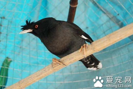 八哥学舌 八哥鸟学舌应该从简单的开始哦_360