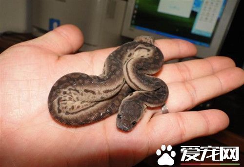 宠物蛇咬人吗 被宠物蛇咬伤了的处理方法_360