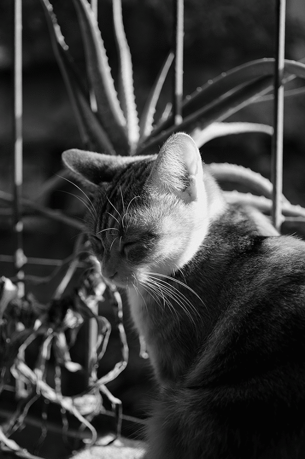 壁纸 动物 猫 猫咪 小猫 桌面 620_931 竖版 竖屏 手机 gif 动态图