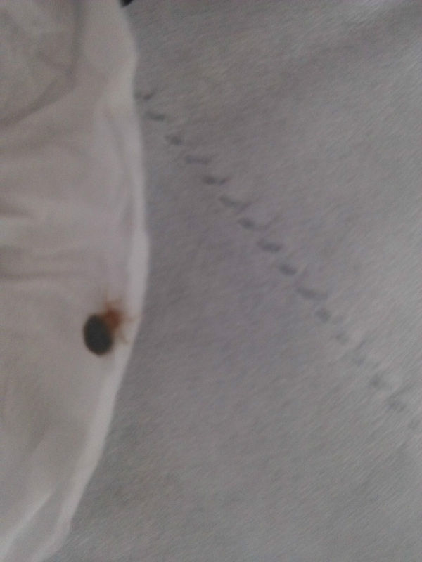 卧室里有这种吸血的虫子,经常爬到床上,咋整。_360问答