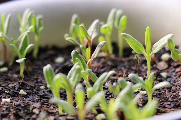 满天星的幼苗长啥样? - 网志问答