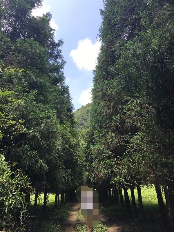 这是什么松柏科的什么植物_360问答