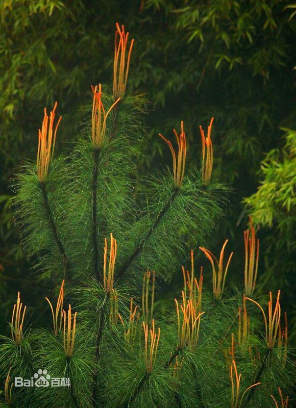 种植青松有哪些好处?青松有什么作用?_360问