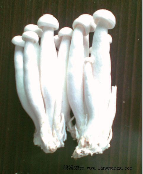 这是什么蘑菇(名称是什么)?_360问答