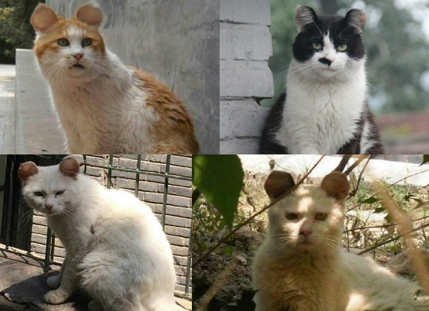 猫米奇耳朵用什么app 制作猫咪米老鼠耳朵手机