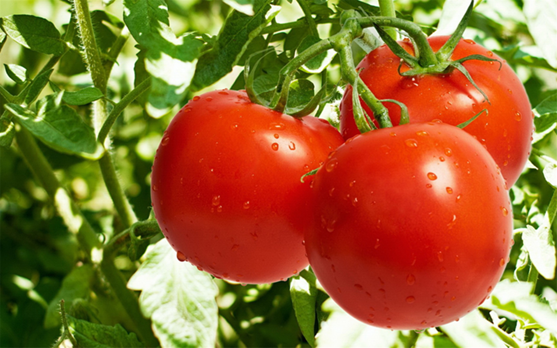 CRISPR又立功：揭示DNA甲基化对番茄果实成熟作用 – SEQ.CN