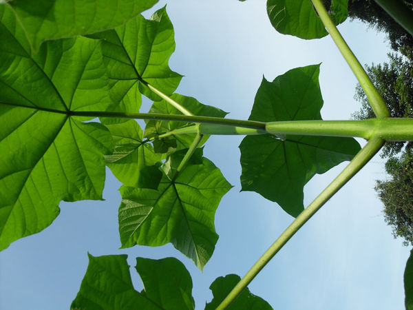 中国梧桐树长什么样有照片吗最好要照片谢谢了_360问答