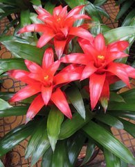 有种叫红星的花多久浇次水_360问答