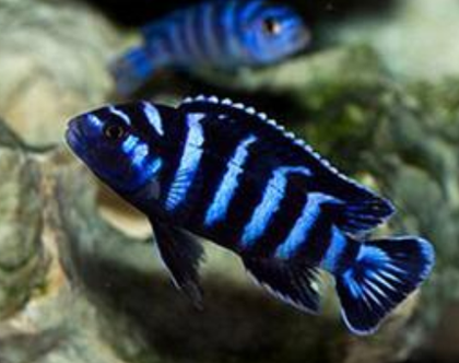 马鲷鱼怎么养 马鲷的地域性非常强_360问答