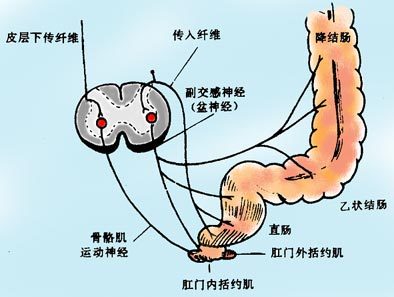 大肠的结构与养护