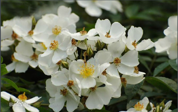 茶靡是什么意思?_360问答