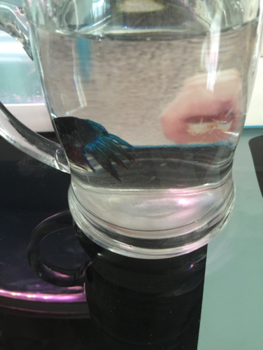 我的斗鱼怎么了?尾巴也烂了好多 而且总是侧着