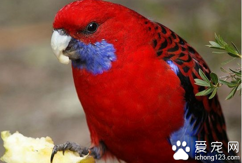 深红玫瑰鹦鹉饲养 养深红玫瑰鹦鹉的细节_360
