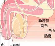 正常人的睾丸,两侧不等在,但所差并不太大,如果两侧睾丸都在正常的