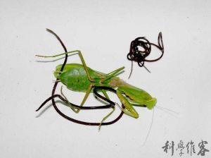 从螳螂肚子里爬出来的虫子是什么?_360问答