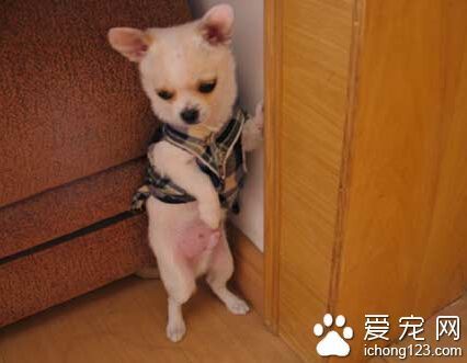 狗狗罚站 首先就得教会狗狗该如何站立_360问