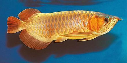 做生意一般养什么观赏鱼好呢?_360问答