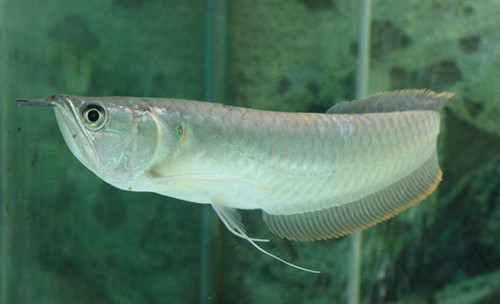 银龙鱼的养法 饲养银龙鱼硬件措施得过硬_360