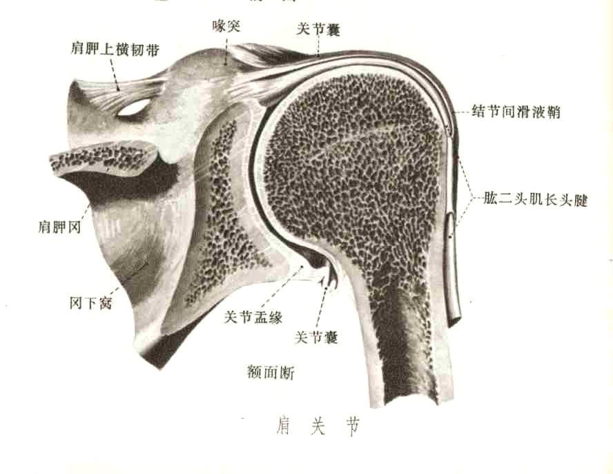 由肱骨头与肩胛骨的关节盂构成,是典型的球窝关节.