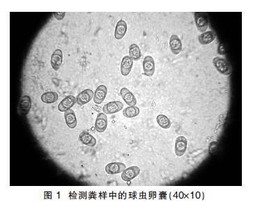 球虫是什么样的虫图片图片