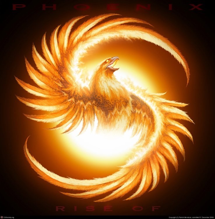 中文名称:火凤凰           外文名称:fenice(意大利文)fire phoenix