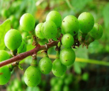 山葡萄,爬山虎《植物名汇,蛇白蔹《种子植物名称,野葡萄